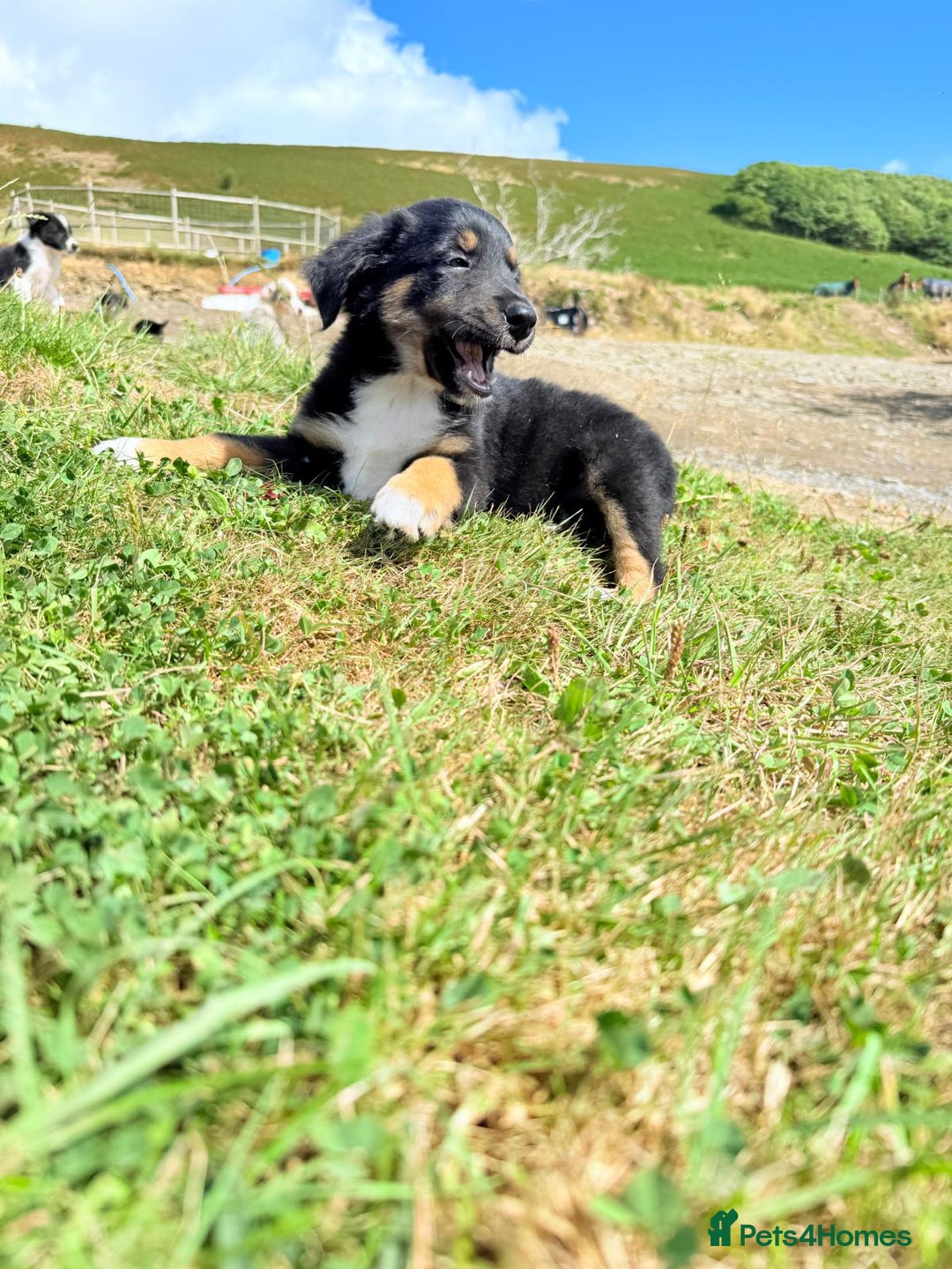 Border Collie dogs for sale: Beautiful border collie puppies  - Image 14