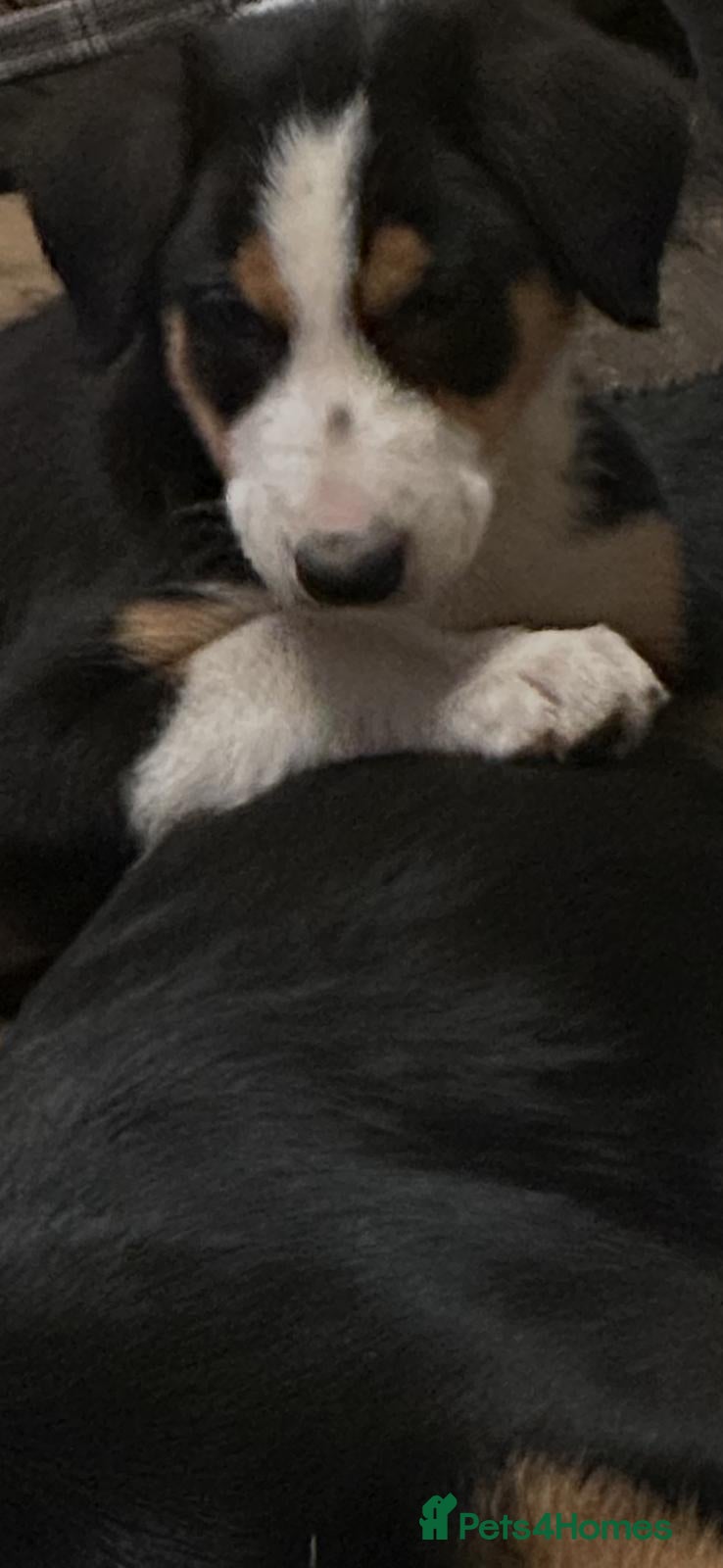 Huntaway dogs Huntaway pups for sale - Advert 1