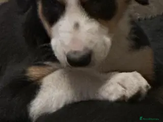 Huntaway dogs Huntaway pups for sale - Advert 2