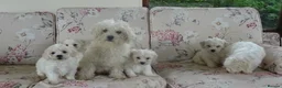 Bichon Frise dogs for sale: Beautiful Bichon Frise Puppies - Advert 4
