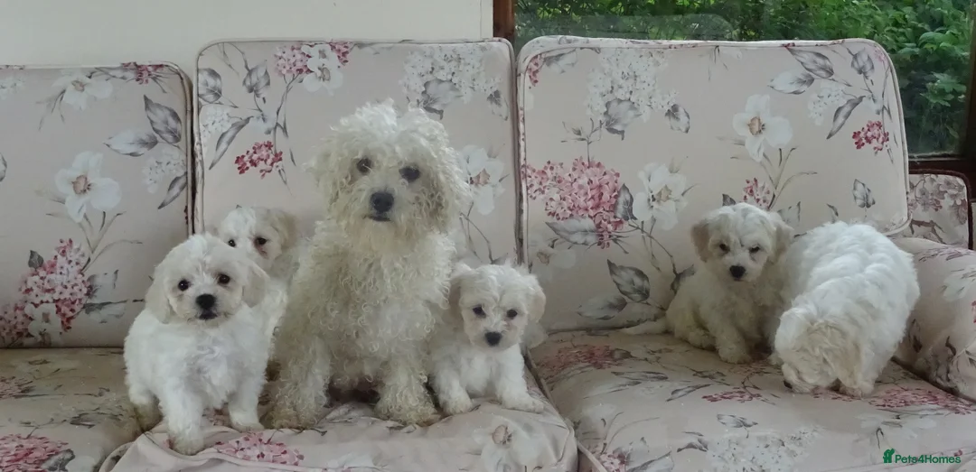 Bichon Frise dogs for sale: Beautiful Bichon Frise Puppies - Advert 4
