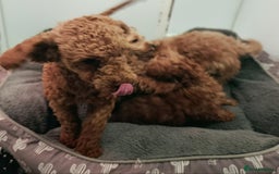 Toy Poodle dogs for sale: STUNNING TOY POODLES KC REG HEALTH TESTED  - Image 6
