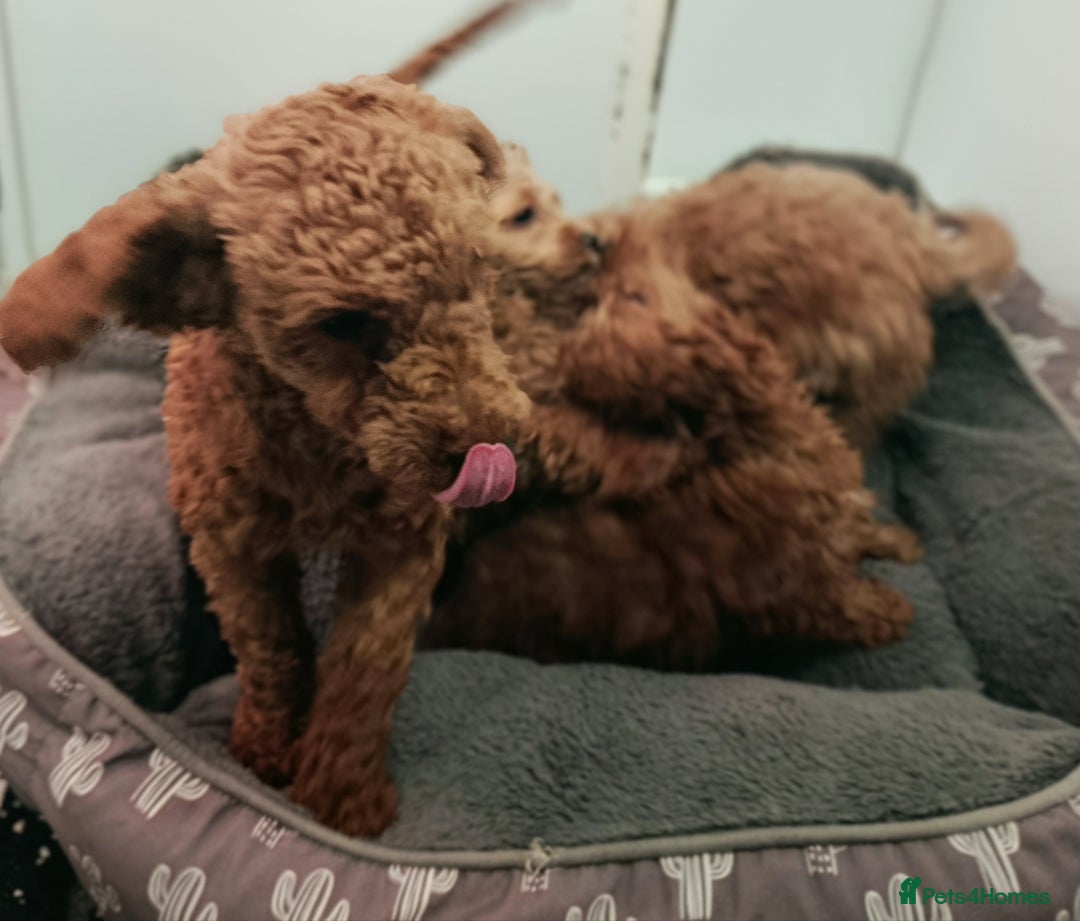 Toy Poodle dogs for sale: STUNNING TOY POODLES KC REG HEALTH TESTED  - Image 6