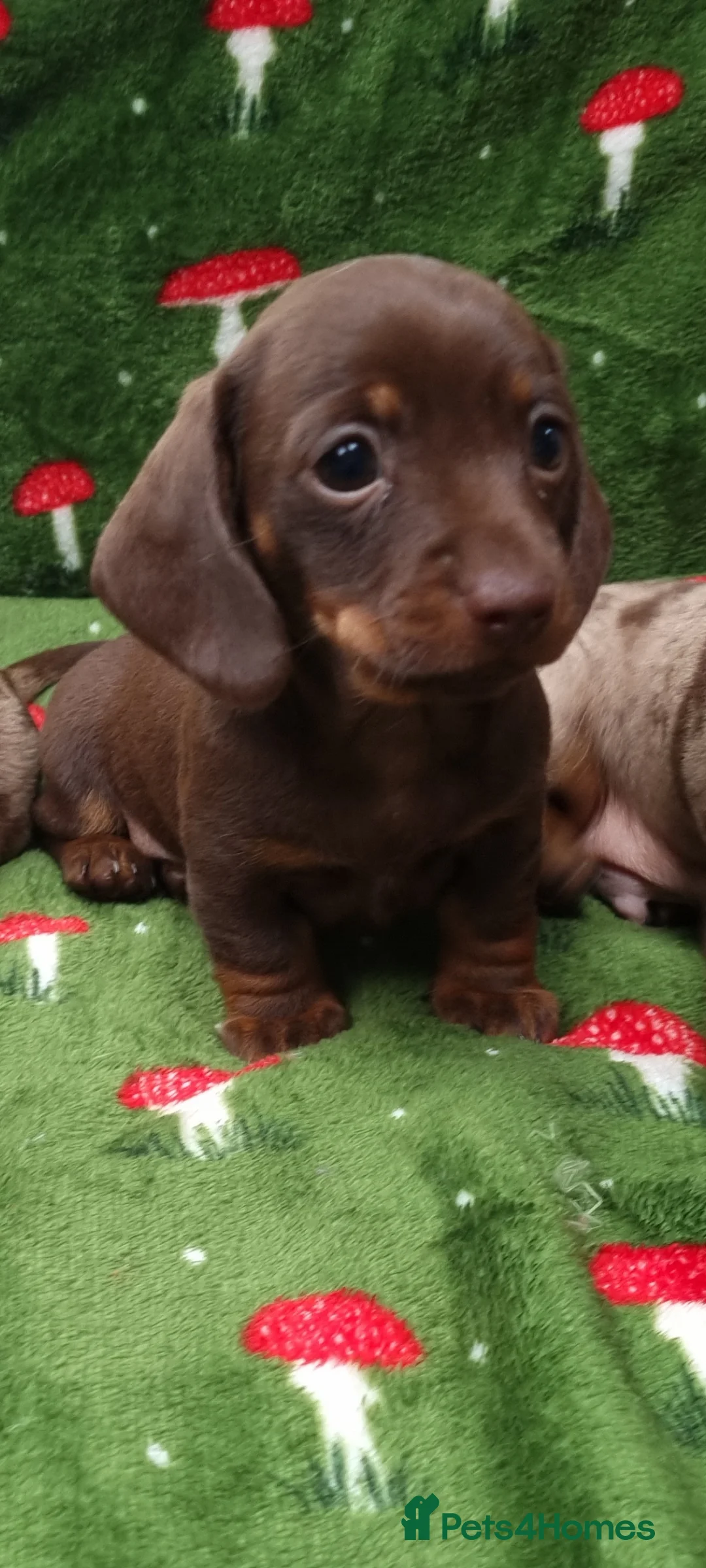 Miniature Dachshund dogs for sale: Miniature dachshund  - Advert 2