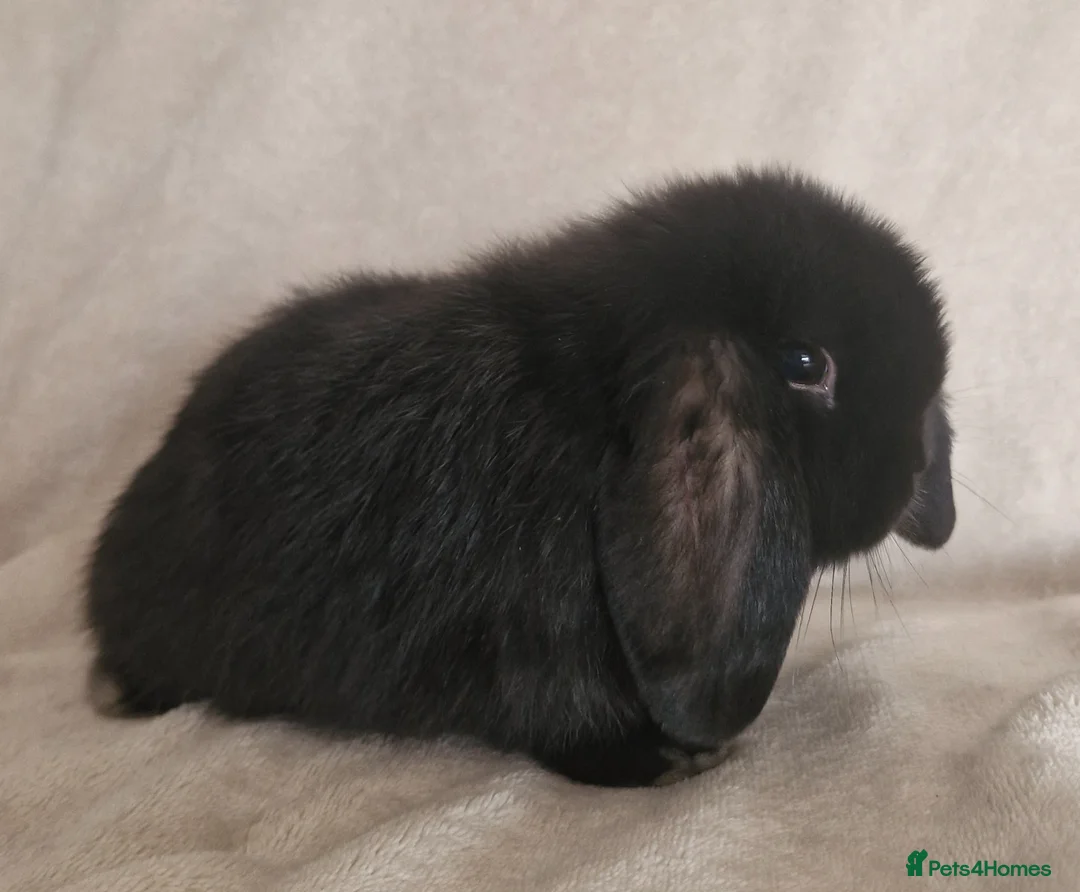 Mini Lop rabbits for sale: 🩵 Mini Lop Boy 🩵 - Advert 2