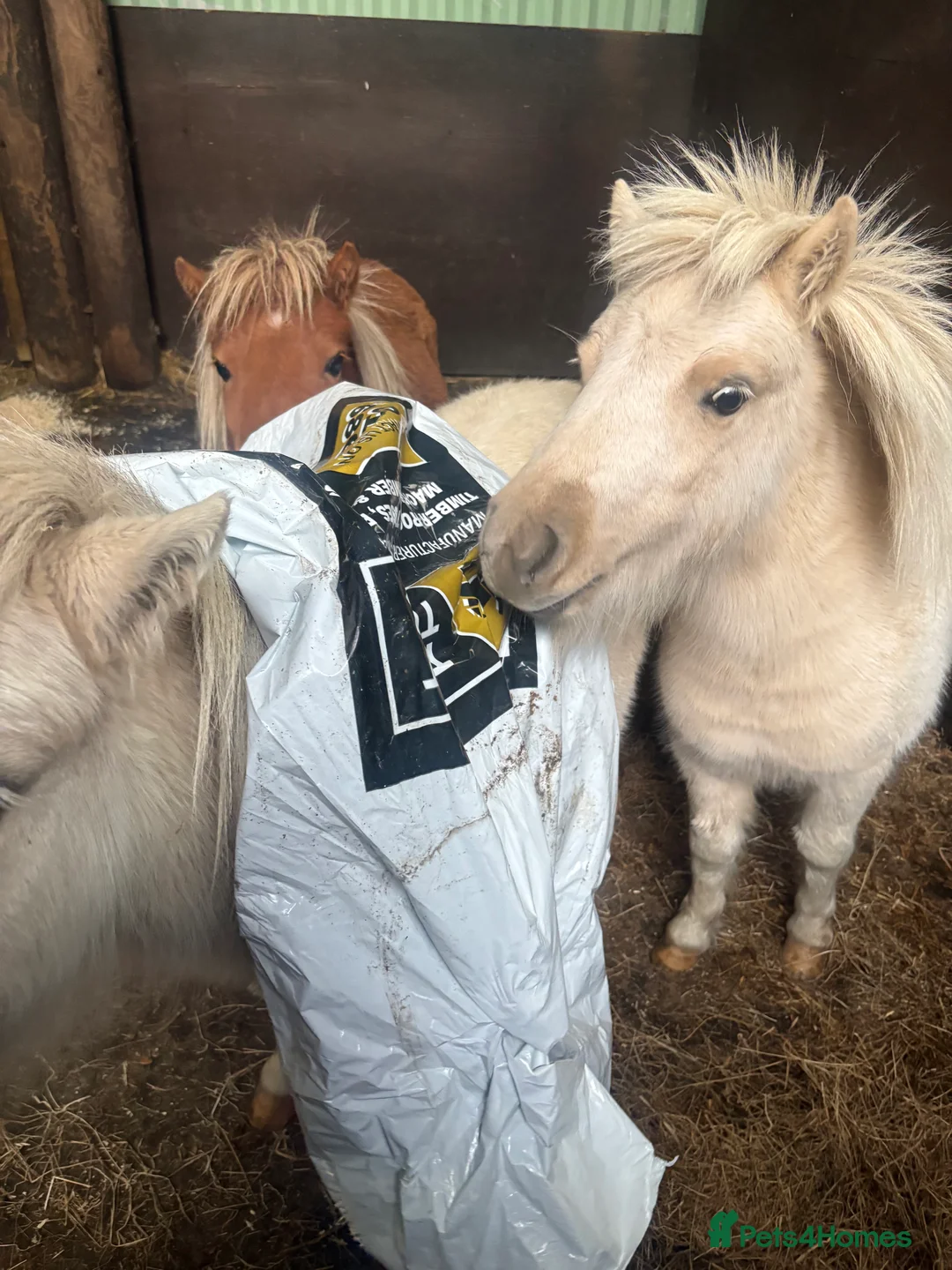 Miniature horses for sale: 2 Pali & white mini Shetlands  - Advert 9