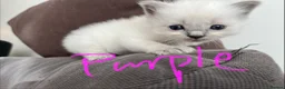 Ragdoll cats for sale: Pure ragdoll kittens sake London - Advert 19