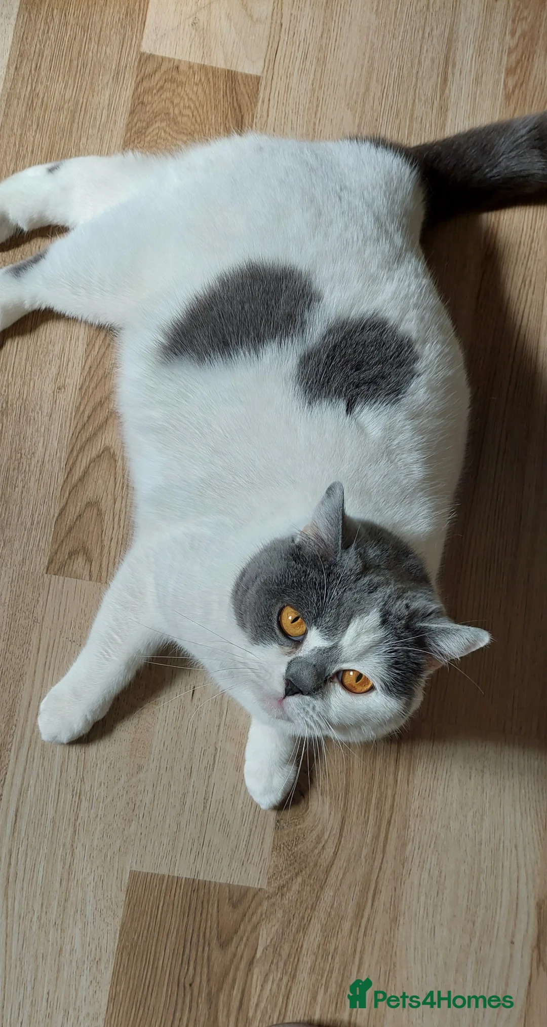 British Shorthair cats for sale: Retired Gccf Registered Queen - Advert 1