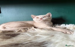 British Shorthair cats for sale: 12 week old Bsh males fawn and black  in Derby - Image 7