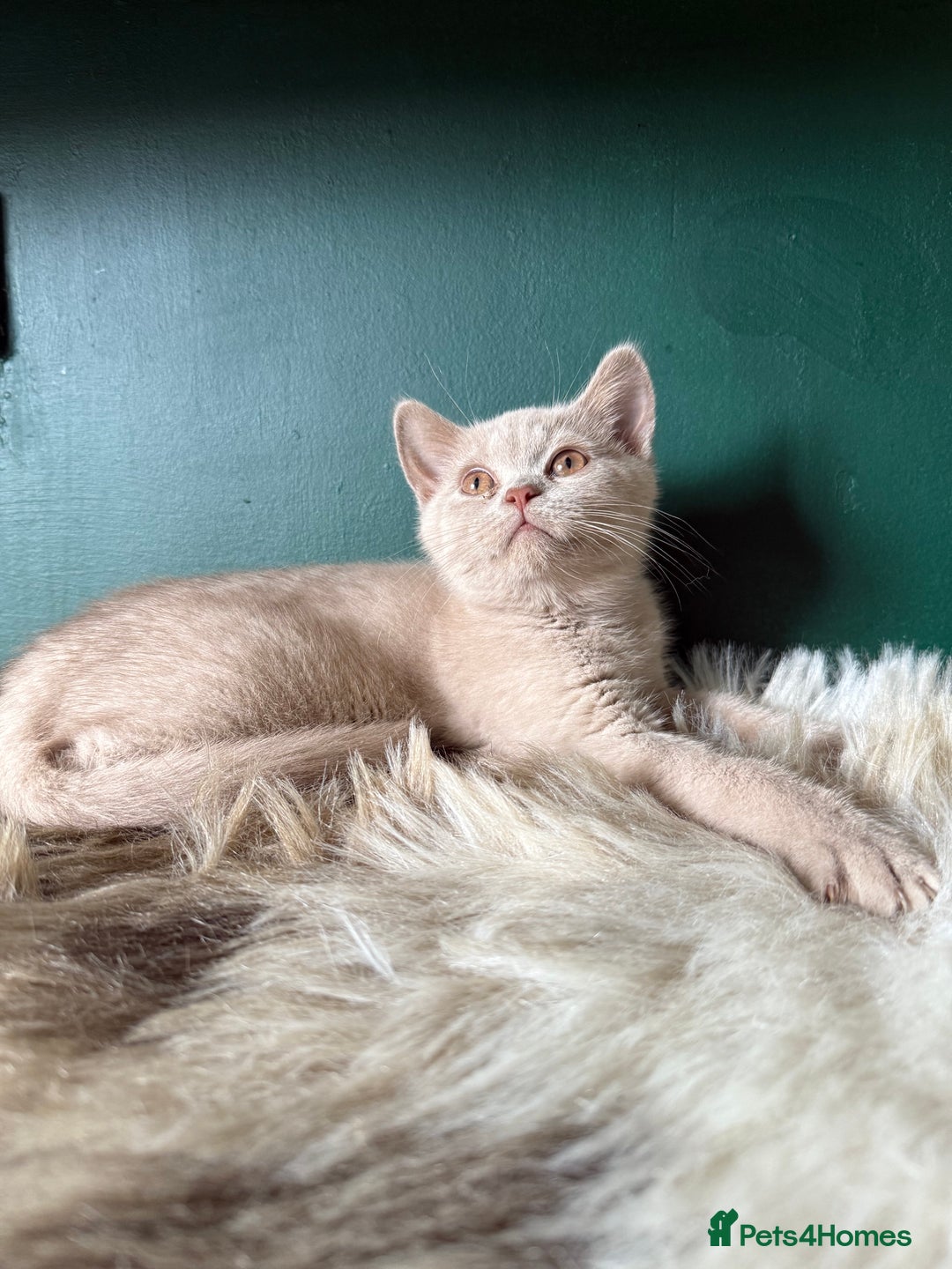 British Shorthair cats for sale: 12 week old Bsh males fawn and black  in Derby - Image 7