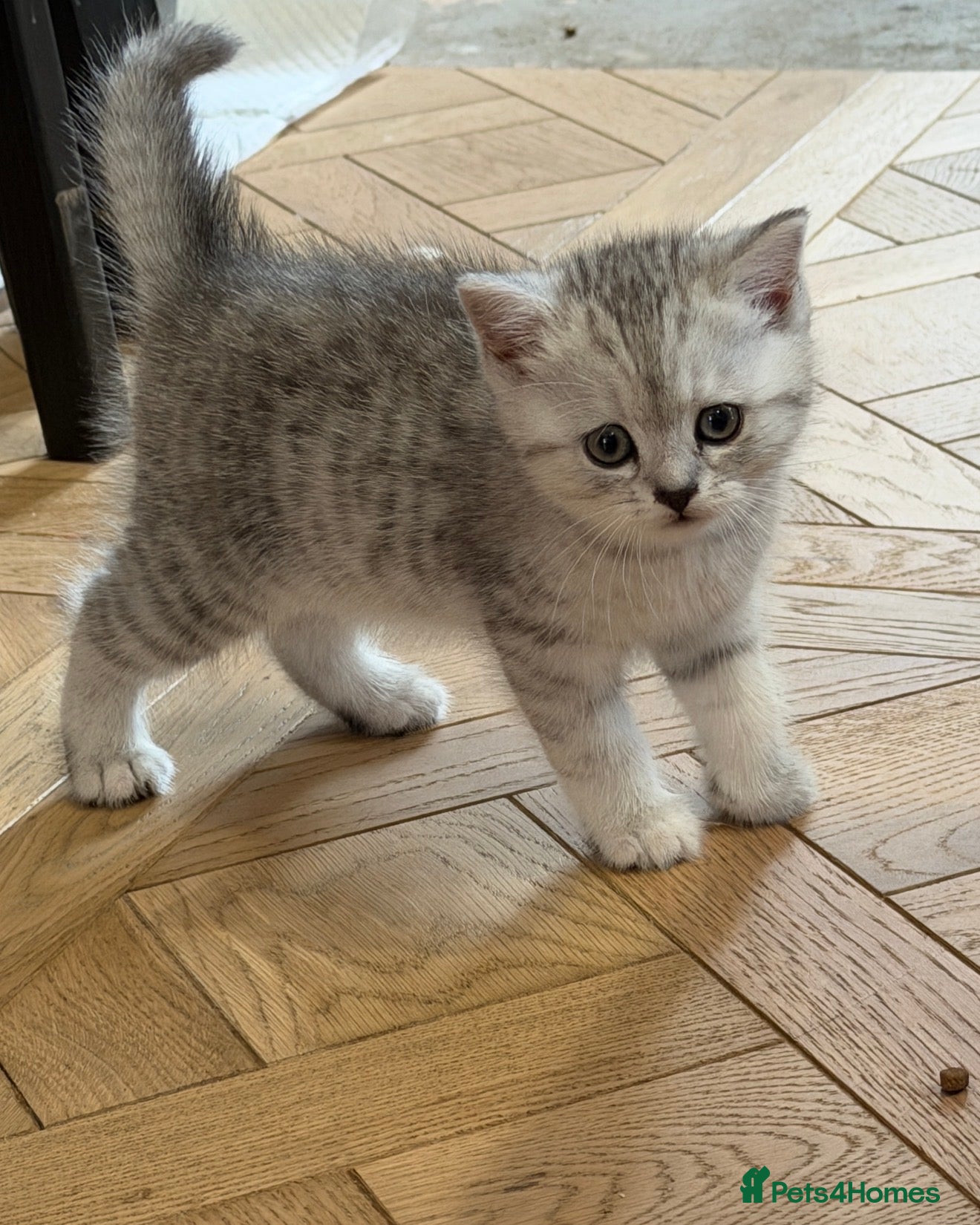 British Shorthair cats 2 x White & Grey British Short Hair Kittens  - Advert 1