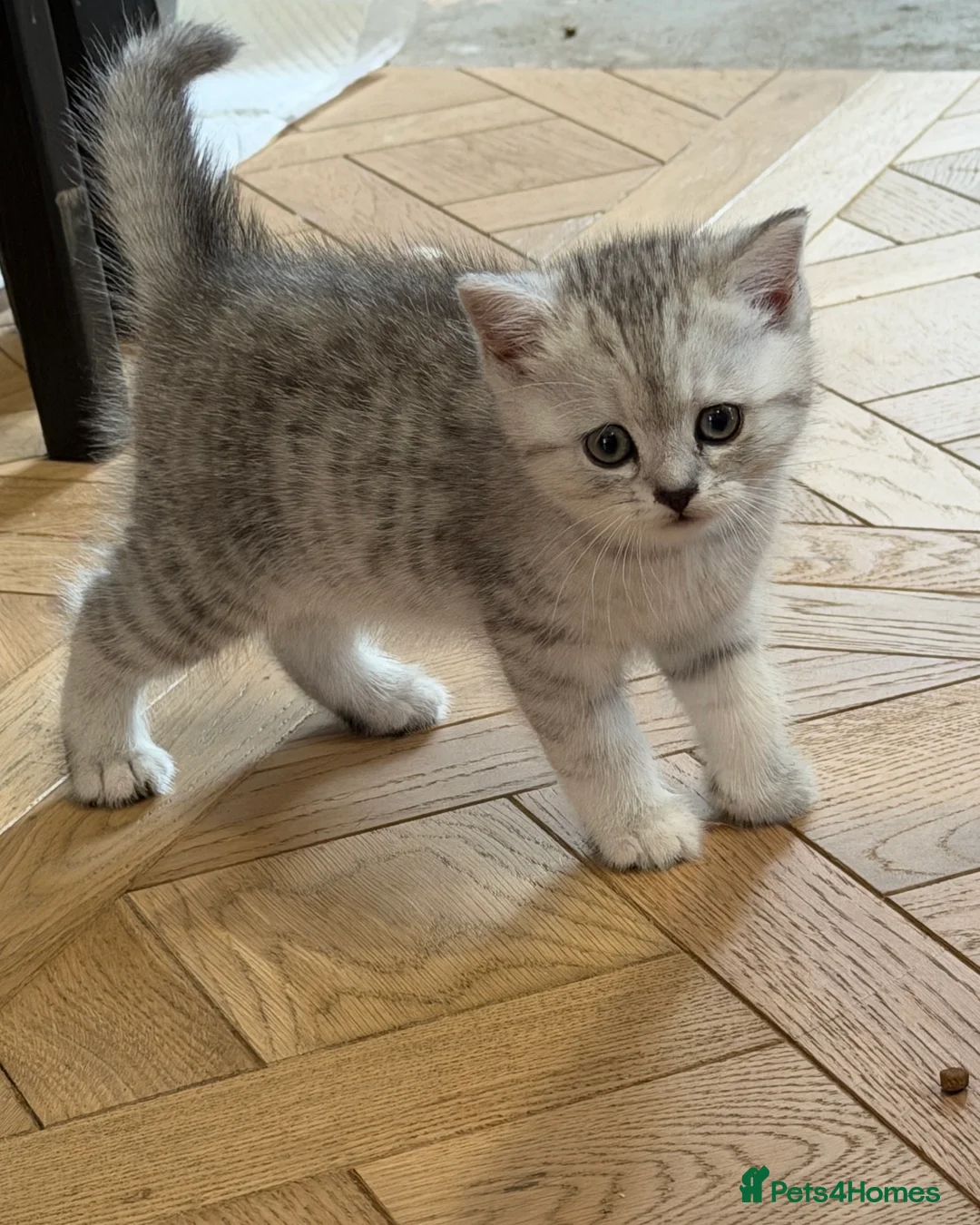 British Shorthair cats for sale: 2 x White & Grey British Short Hair Kittens  - Advert 1