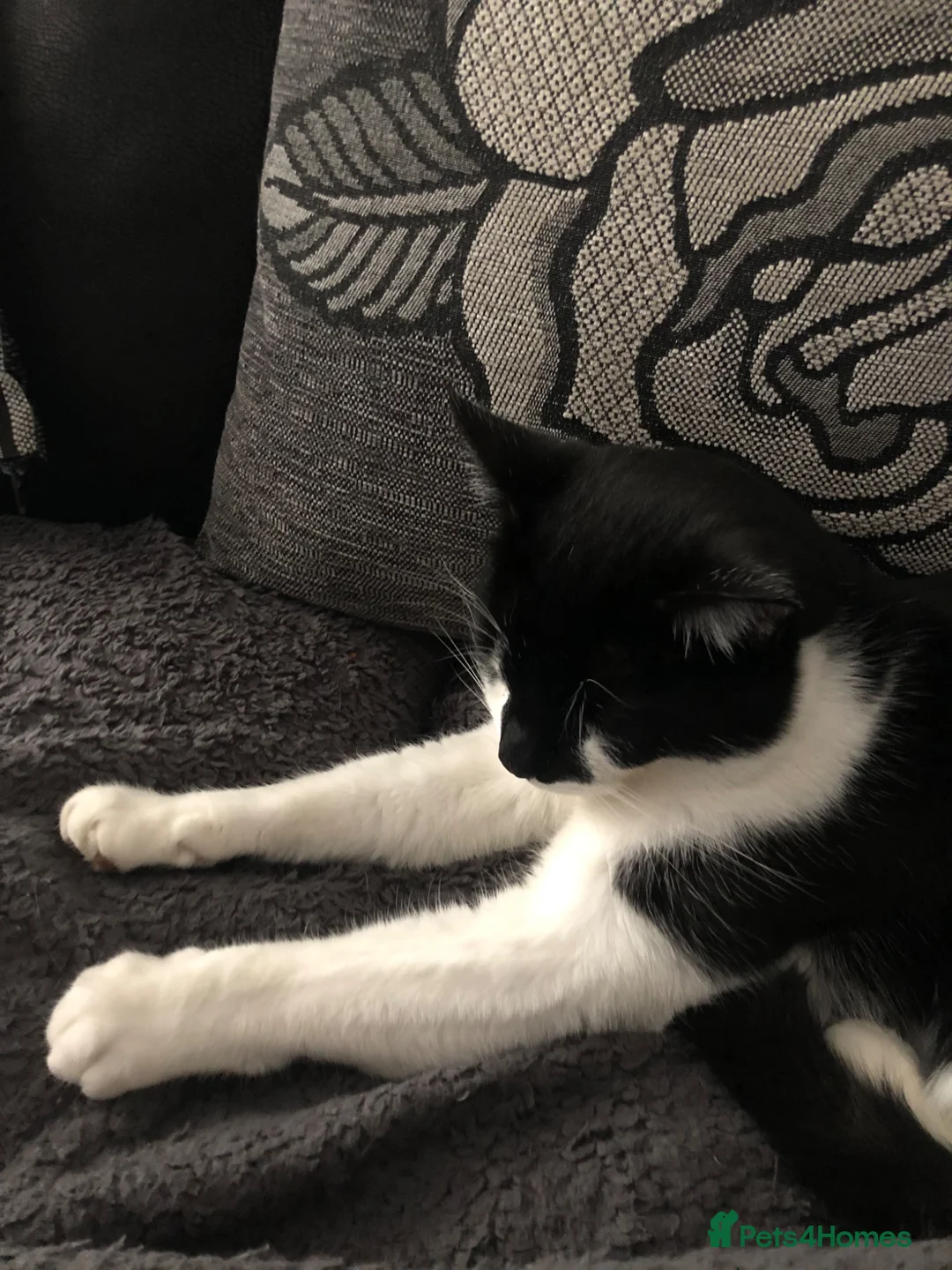 Domestic Shorthair cats for sale: 6 Year Old Male Fred - Advert 2