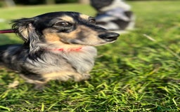 Miniature Dachshund dogs for stud: 1 year old long-haired dapple miniature dachshund  - Image 6
