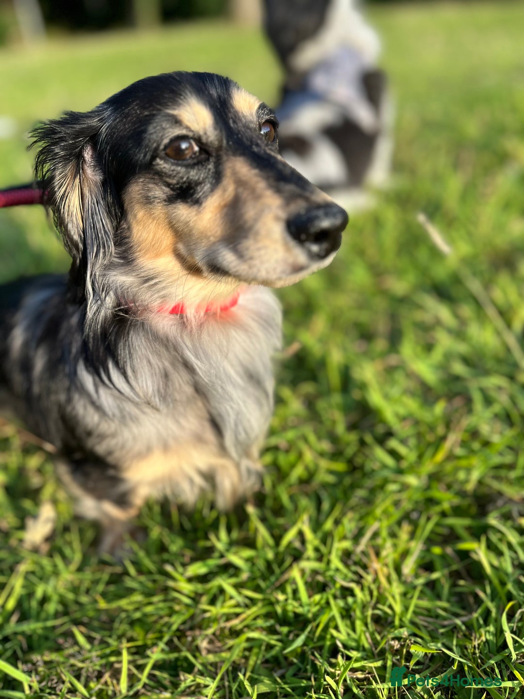 Miniature Dachshund dogs for stud: 1 year old long-haired dapple miniature dachshund  - Image 6