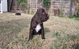 Cocker Spaniel dogs for sale: KC registered cocker spaniels - Image 8