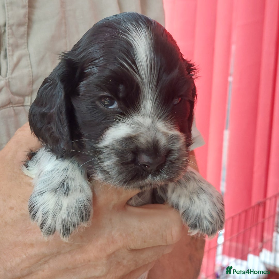 Cocker Spaniel dogs for sale: Kc Reg show type cocker spaniel puppies  - Image 13