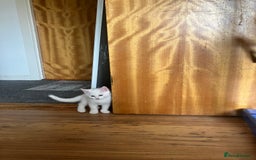 Khao Manee cats for sale: White Scottish fold mix - Image 4
