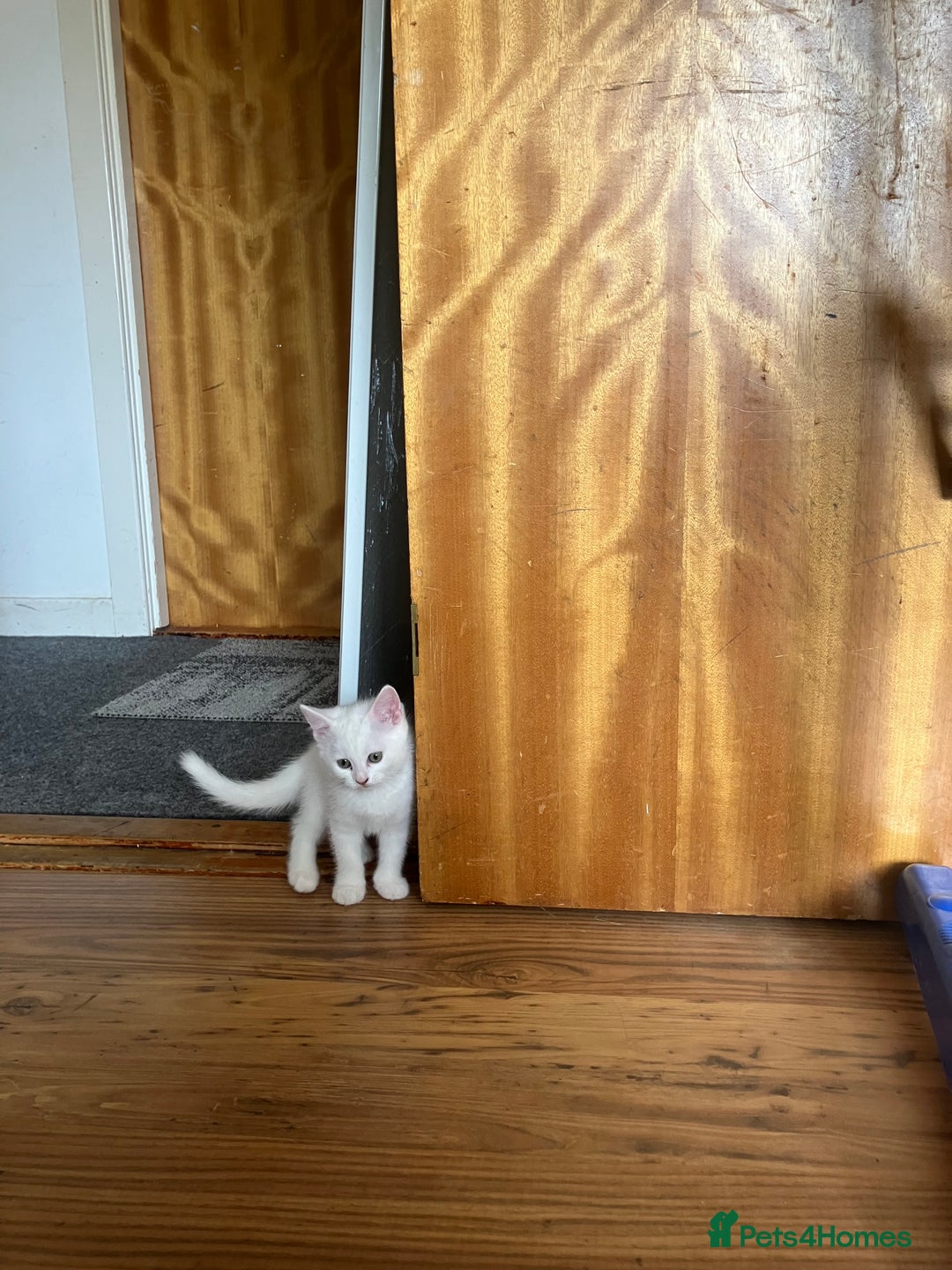 Khao Manee cats for sale: White Scottish fold mix - Image 4