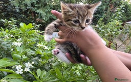 Bengal cats for sale: TWO Beautiful kittens of JOY remaining! - Image 4