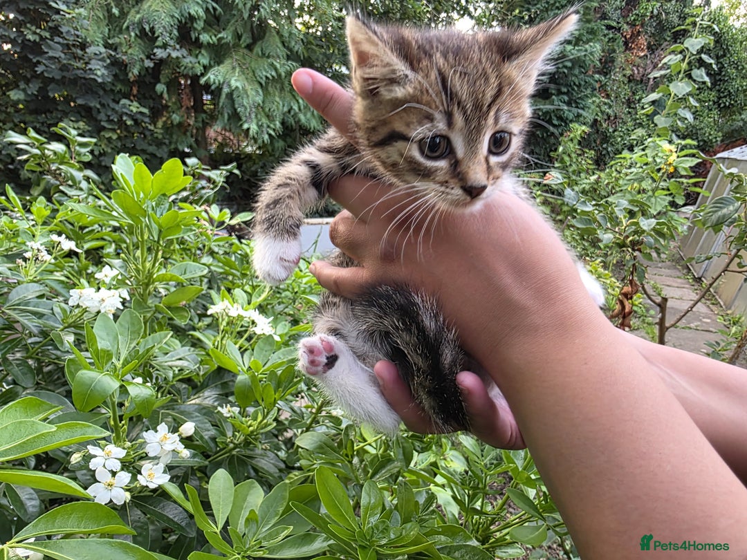 Bengal cats for sale: TWO Beautiful kittens of JOY remaining! - Image 4