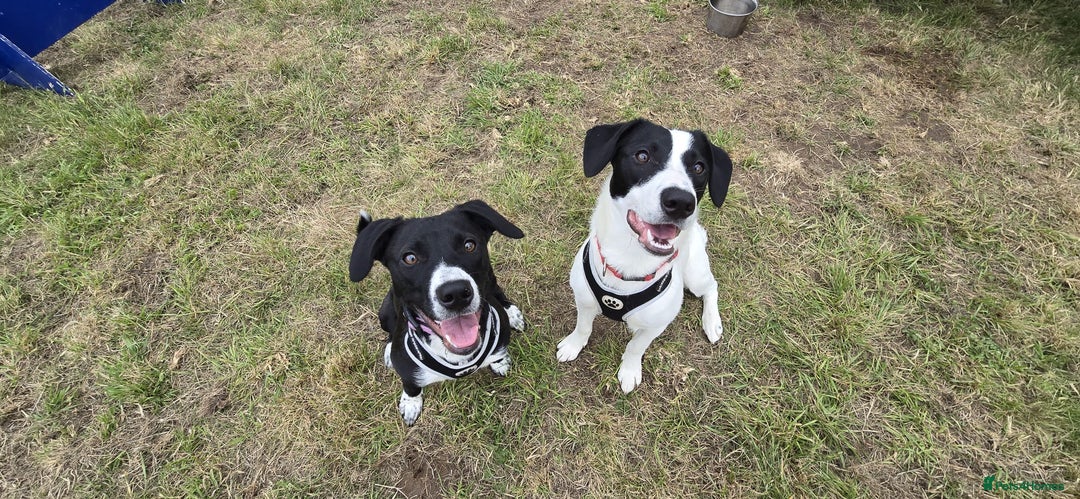 Mixed Breed dogs for sale: Beautiful 1 year old female dog  - Advert 2