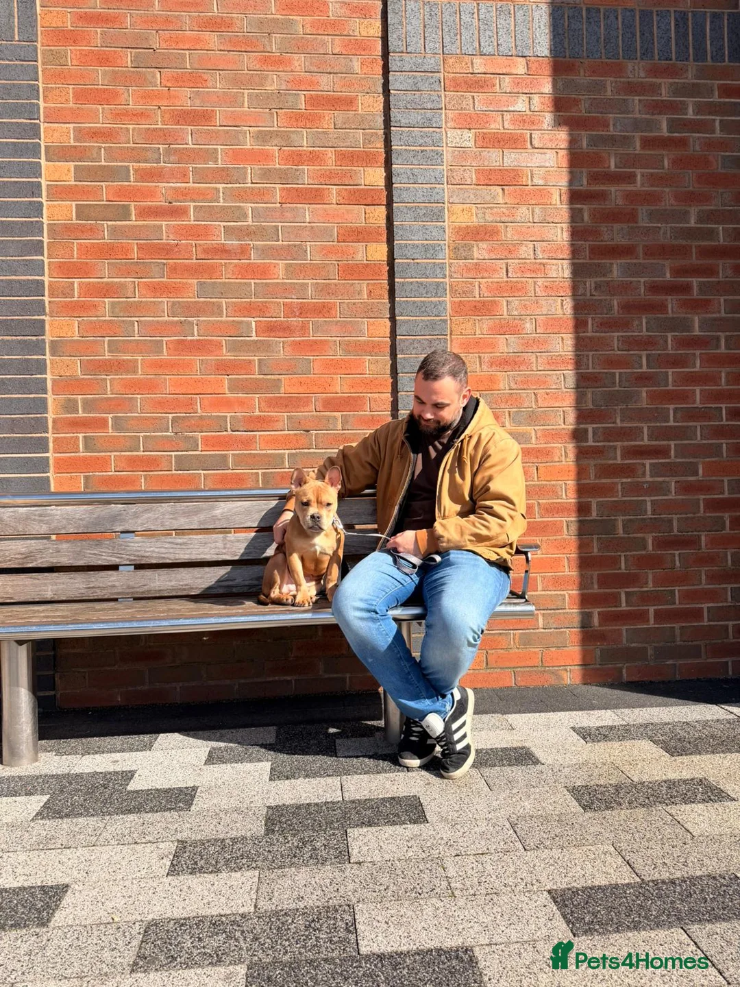 Mixed Breed dogs for sale: Frenchie Staffy mix - Advert 2