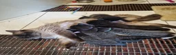 Mixed Breed cats for sale: Kittens   - Advert 13
