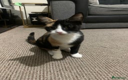 American Shorthair cats for sale: Loving cats for sale  - Image 7