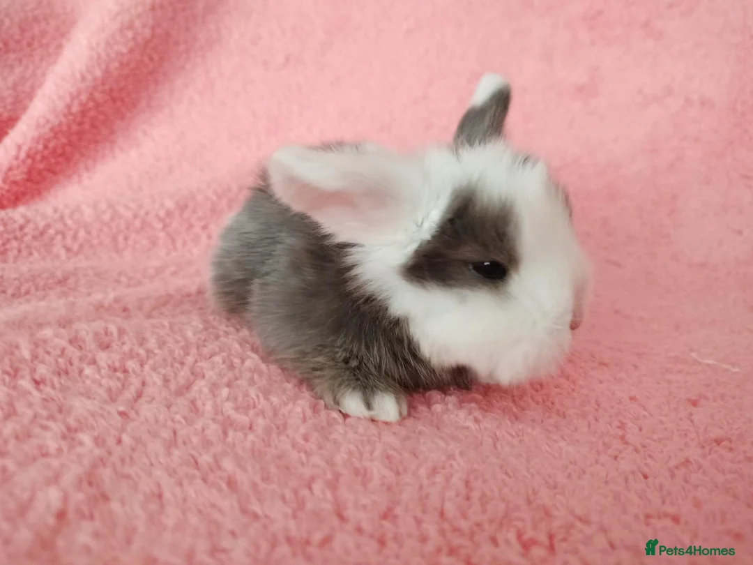 Mini Lop rabbits for sale: Baby mini lops for sale  - Advert 2