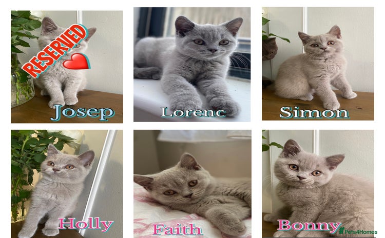British Shorthair cats - Advert 3