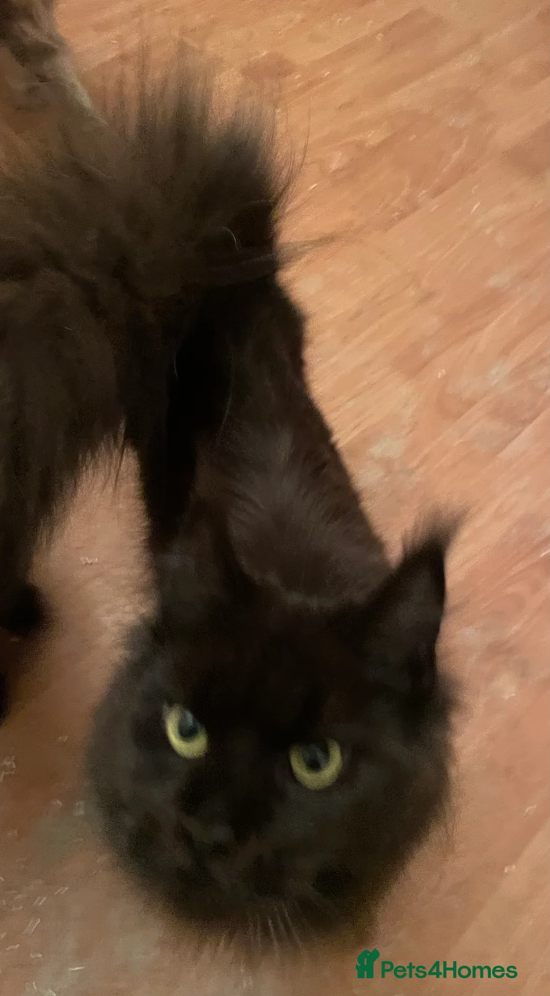 Maine Coon cats for sale: 3 female 1yr old Maine coons in Wigan - Advert 9