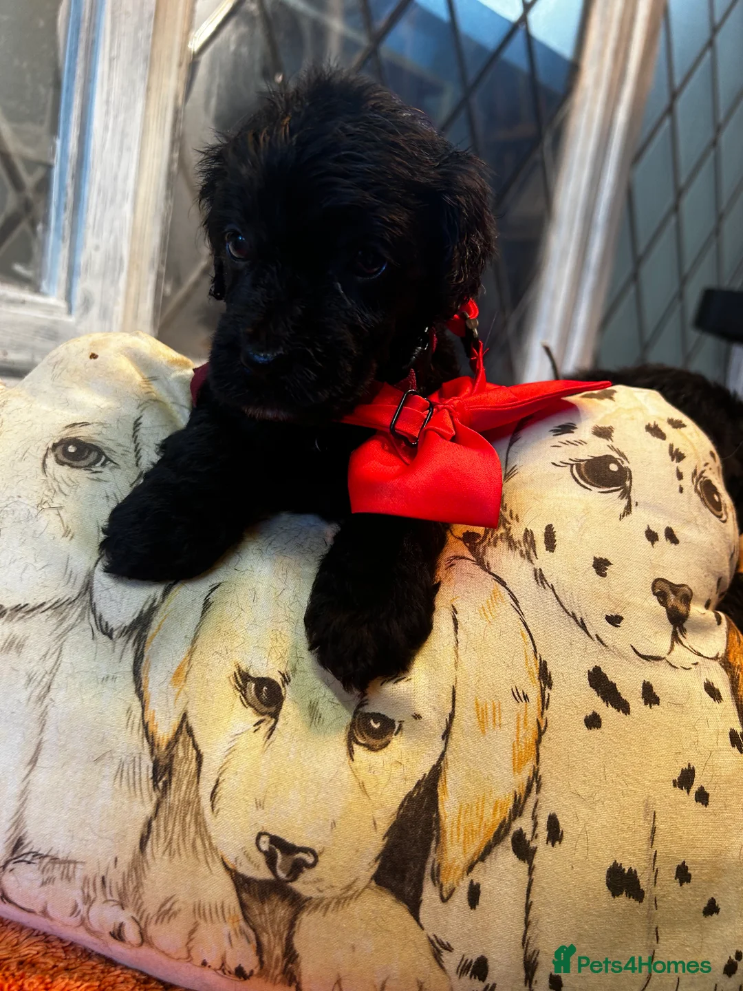 Cockapoo dogs for sale:  Northampton Cockapoos. Adorable F1 puppies - Advert 18