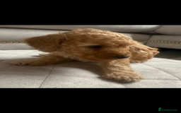 Toy Poodle dogs for sale: Beautiful toy poodle puppies - Image 5
