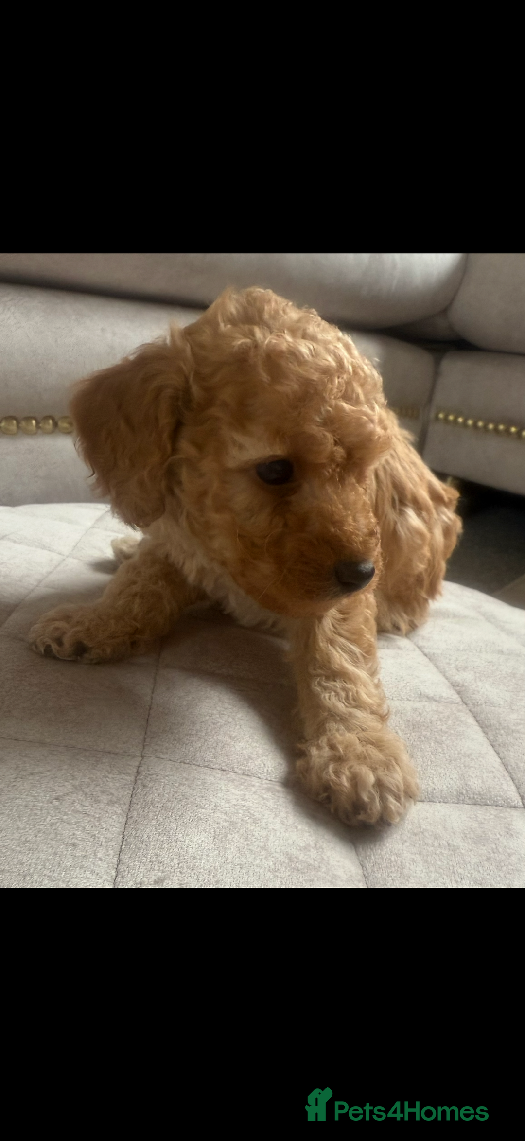 Toy Poodle dogs for sale: Beautiful toy poodle puppies - Image 5