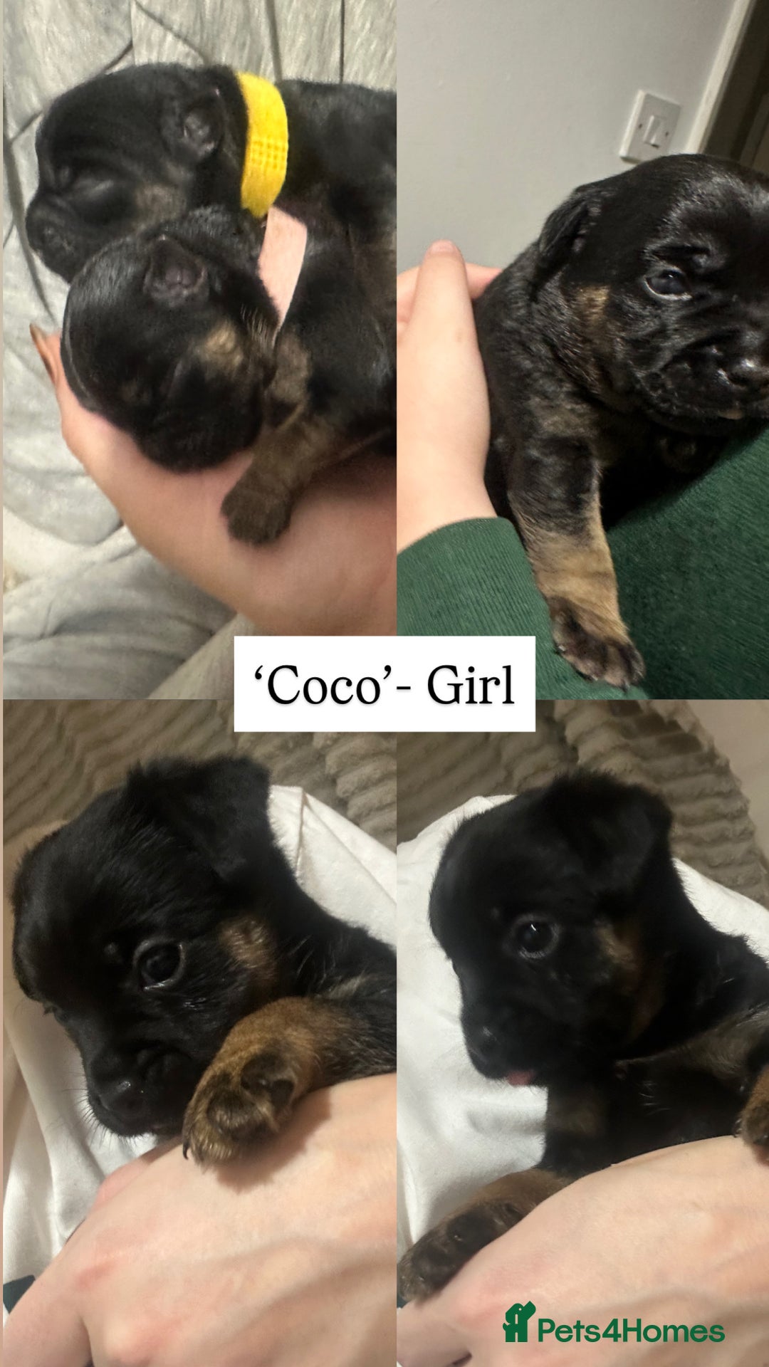 Border Terrier dogs for sale: Beautiful Border Terrier Pups - Image 3