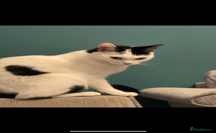 Domestic Shorthair cats - Advert 4