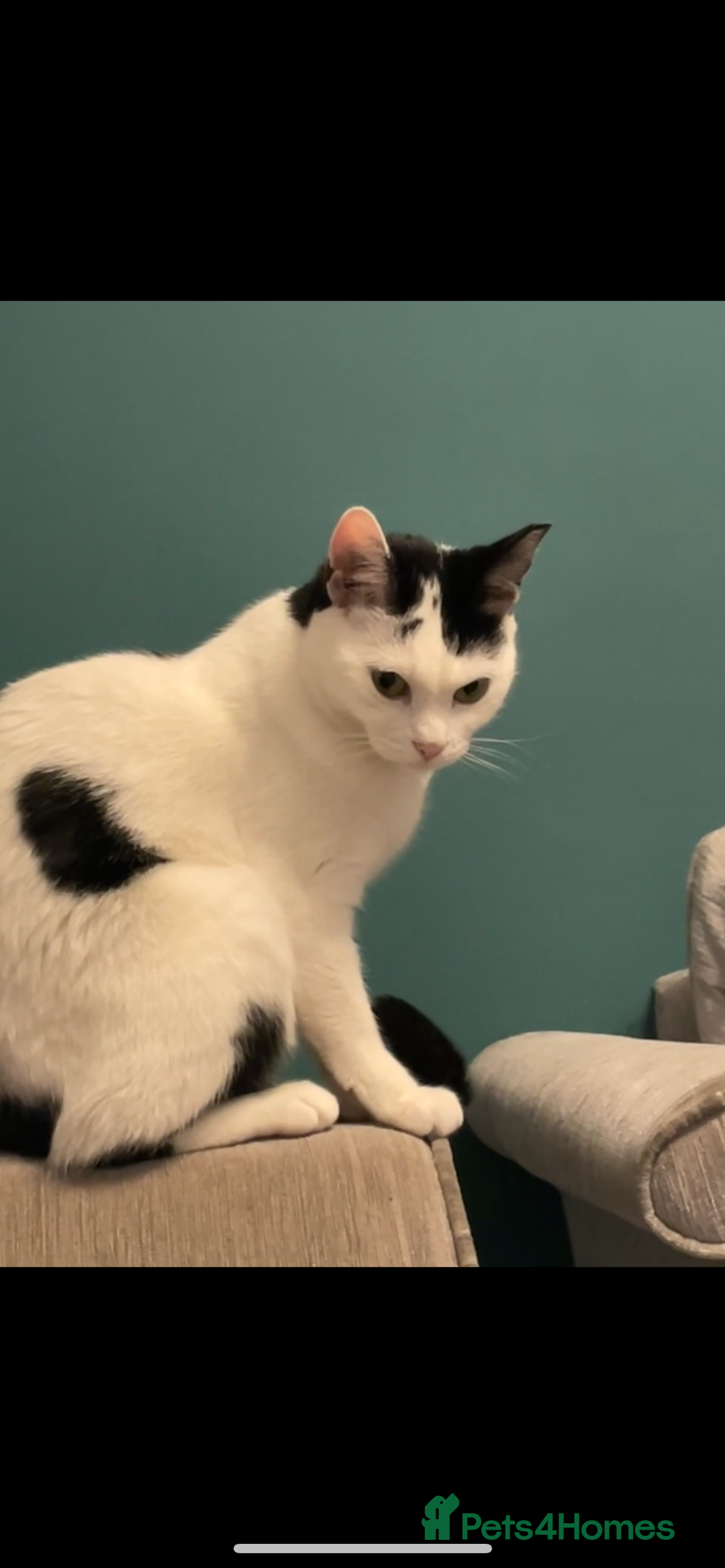 Domestic Shorthair cats for sale: Free to a loving home  - Image 1