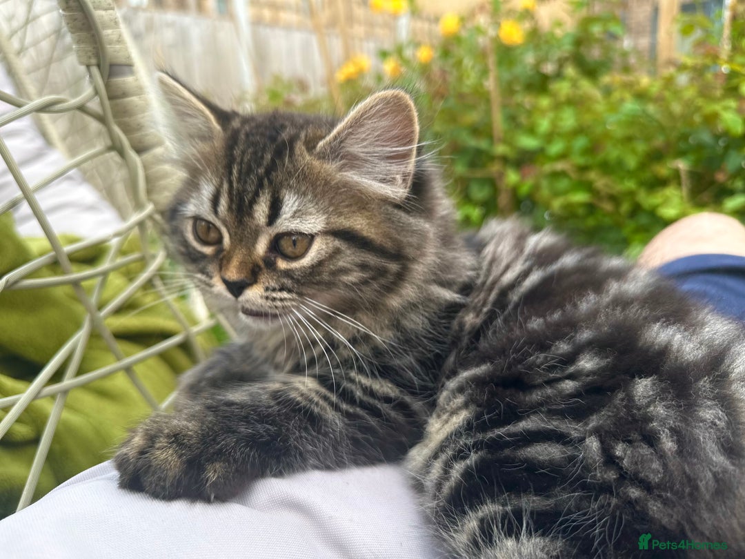 Persian cats for sale: 🐾 Pedigree Himalayan Persian Kittens 🐾 - Image 5