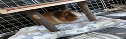 Guinea Pig rodents for sale: 4 x guinea pigs for sale  - Advert 2
