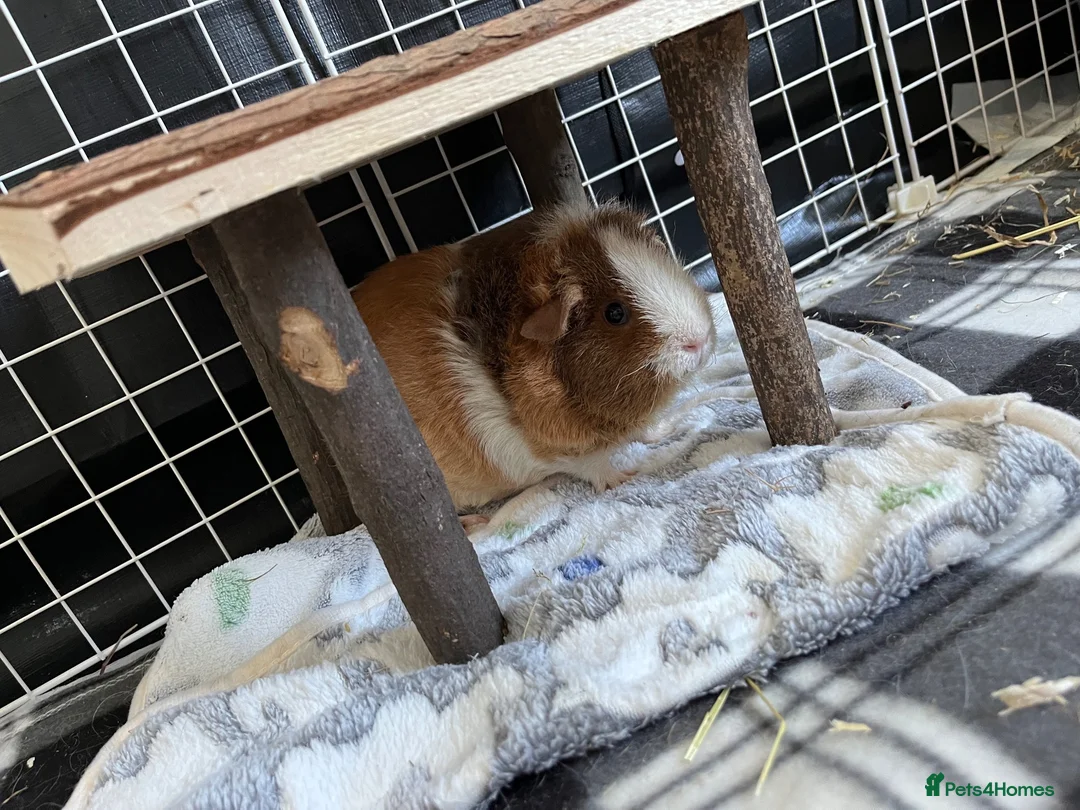 Guinea Pig rodents for sale: 4 x guinea pigs for sale  - Advert 2