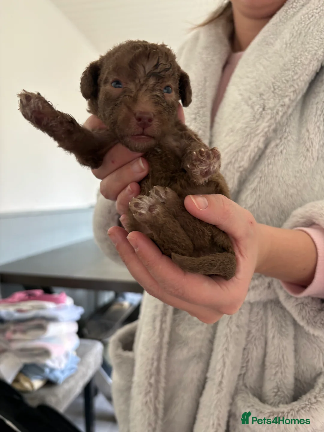 Bedlington Terrier dogs for sale: Bedlington puppies - Advert 5