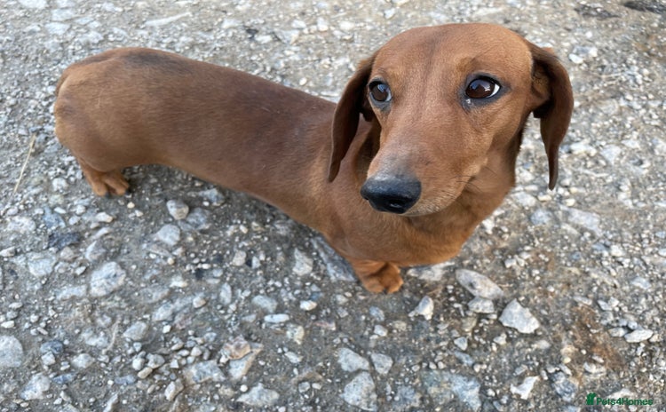 Miniature Dachshund dogs - Advert 8