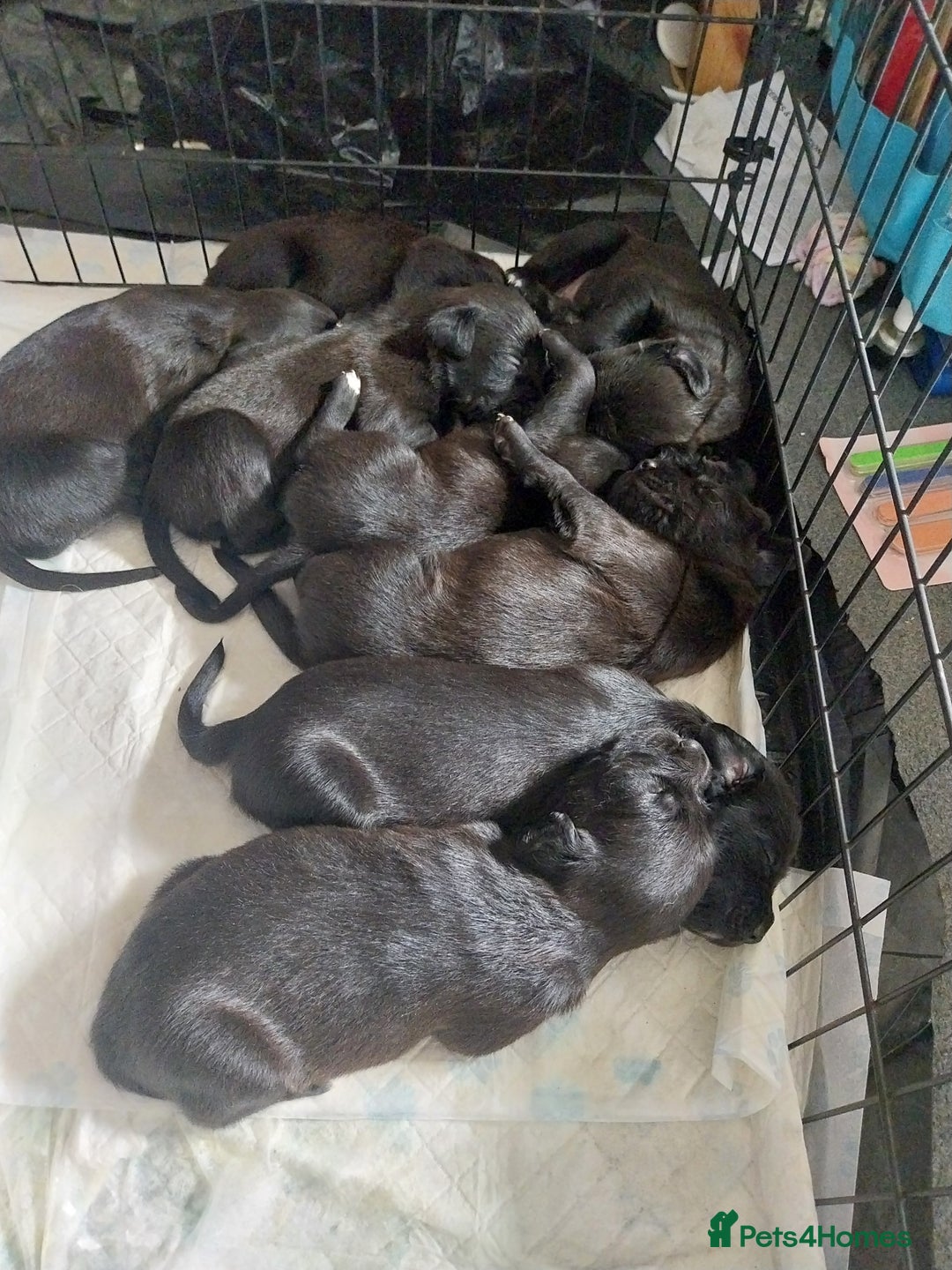Mixed Breed dogs for sale: Lurcher cross springer spaniel  - Image 1