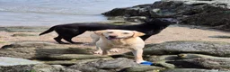 Springador dogs for sale: Fabulous Springador Puppies for Sale in Halesworth - Advert 7