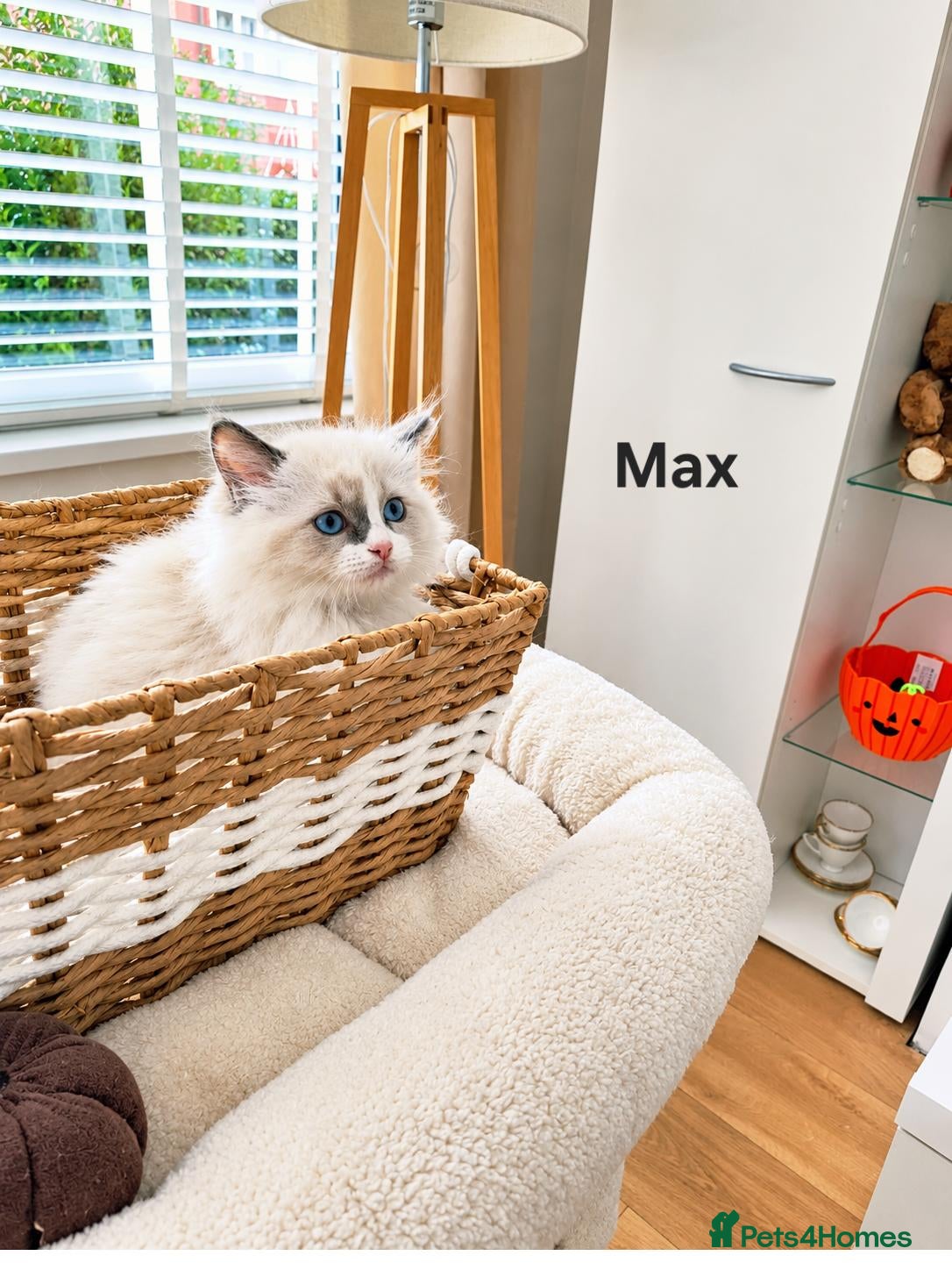 Ragdoll cats Stunning TICA-Registered Ragdoll Kittens - Advert 1