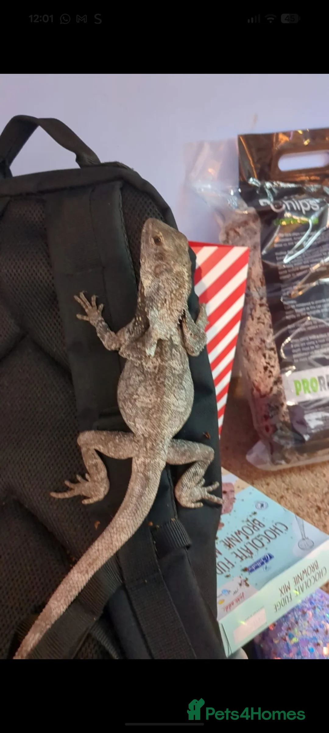 Dragon reptiles for sale: Indonesian Frilled Dragon with vivarium and EVO3 - Advert 2