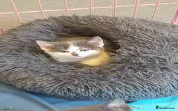 American Shorthair cats for sale: 4 gorgeous little kittens - Image 2