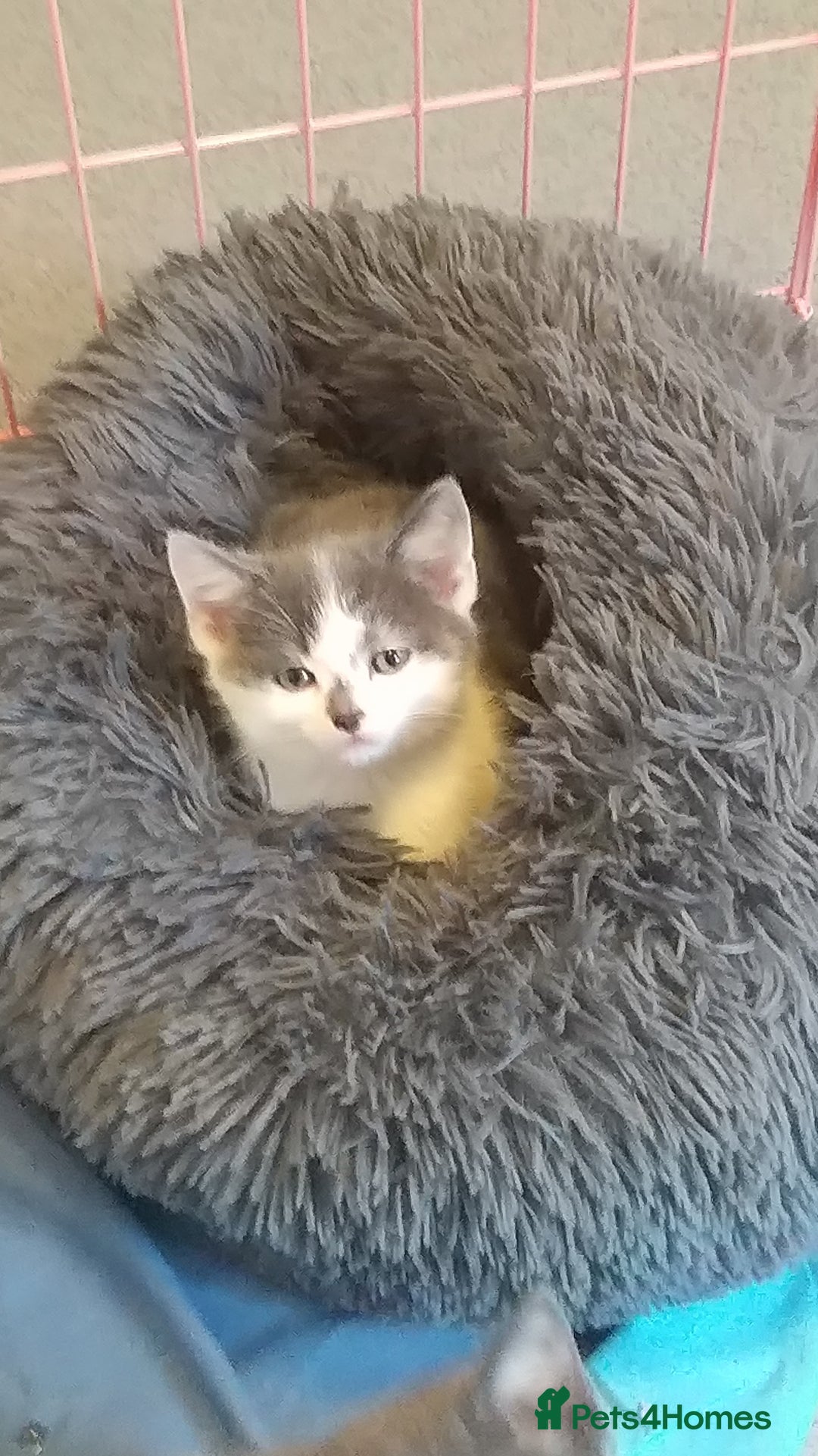 American Shorthair cats for sale: 4 gorgeous little kittens - Image 2