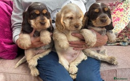 Cocker Spaniel dogs for sale: Outstanding show cocker pups - Image 1